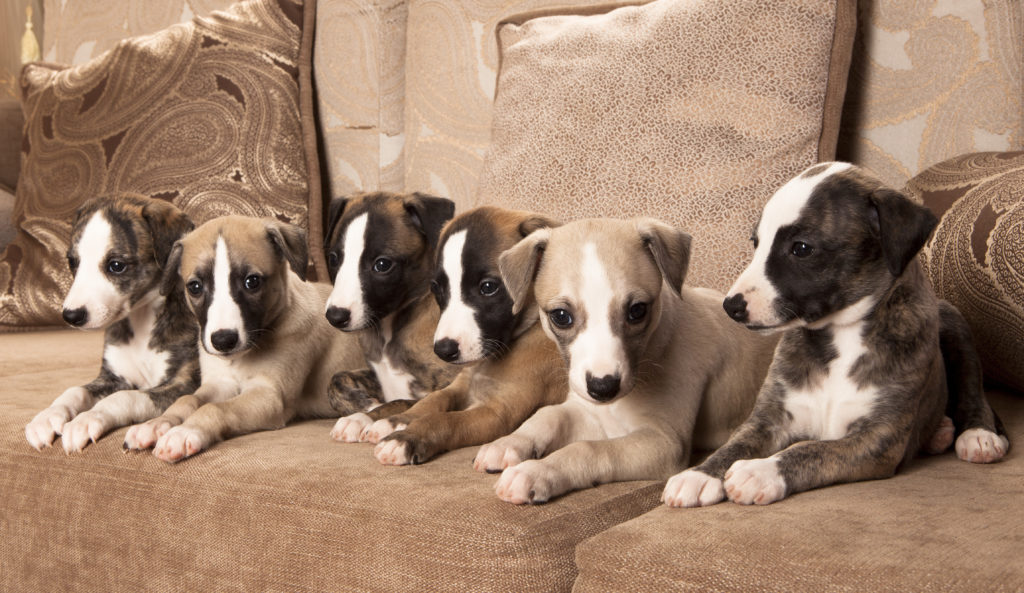 Seis alegres cachorrinhos Whippet sentados num sofá.
