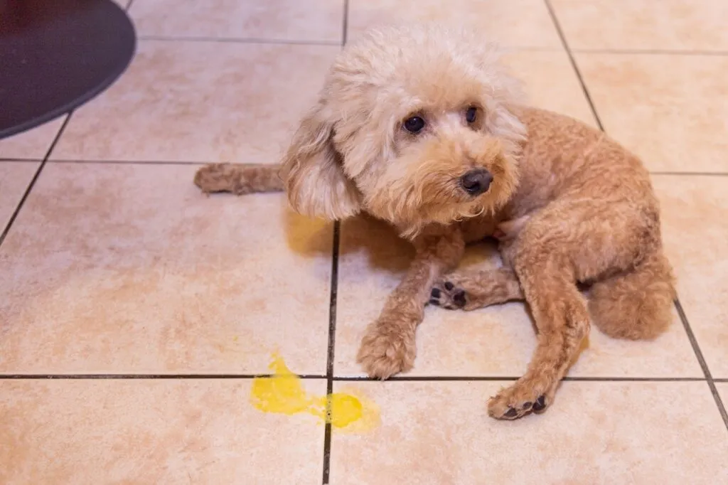 C&atilde;o sentado com express&atilde;o cansada, possivelmente com v&oacute;mito amarelo devido &agrave; b&iacute;lis.