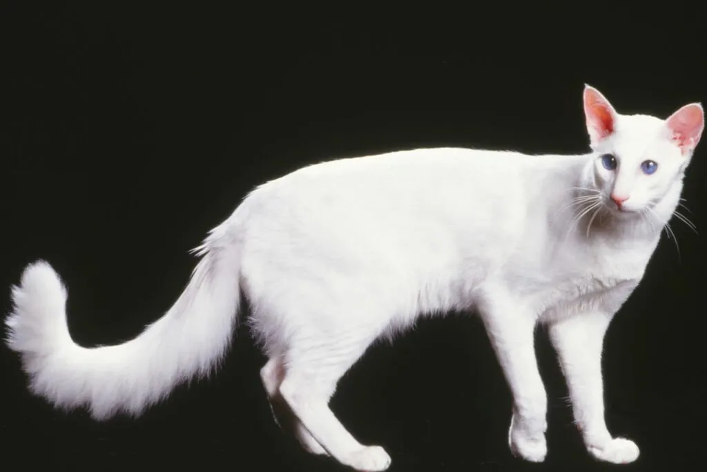 Javanes_2 Gato Javanês branco com fundo preto