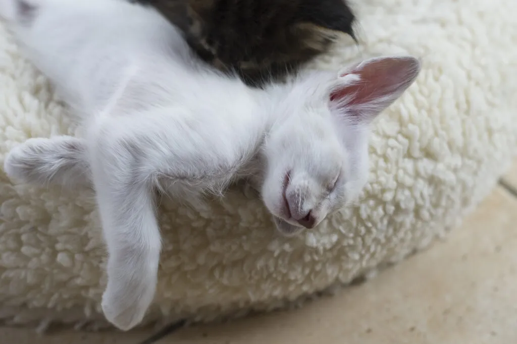 Schlafendes Balinesen Kitten Gato Javanês deitado numa almofada a dormir