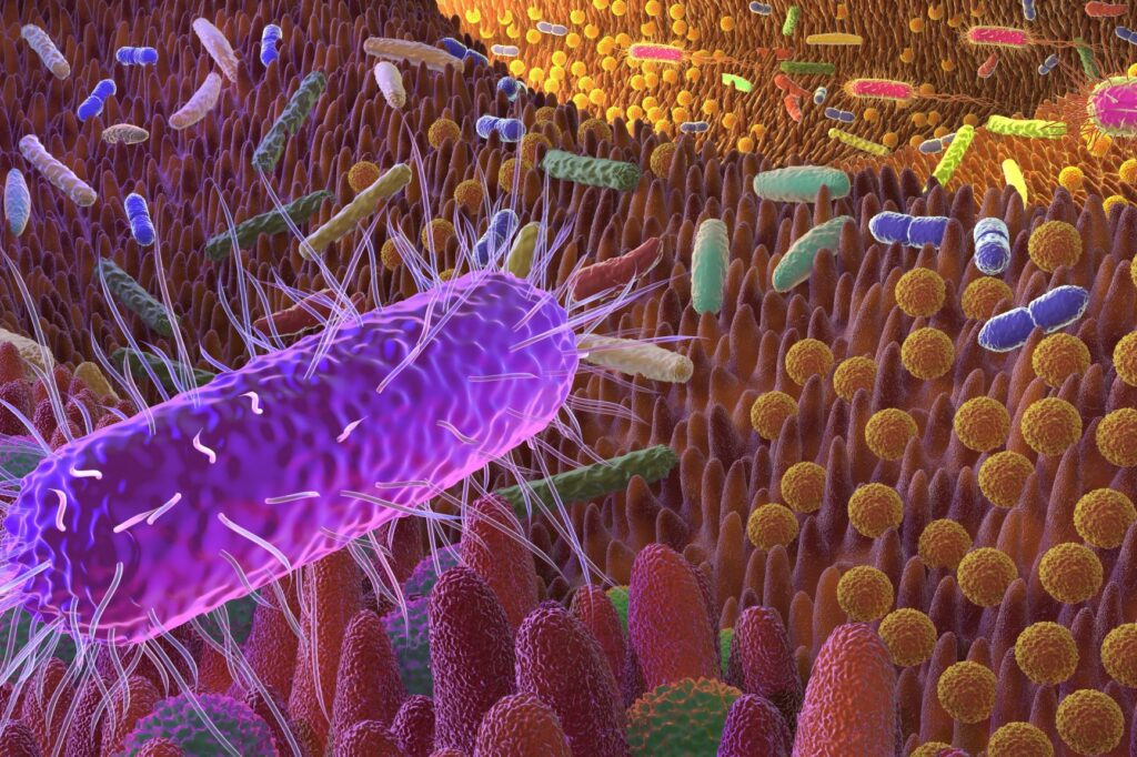 Imagem da flora intestinal. Os prebióticos e probióticos para cães ajudam a manter a flora intestinal equilibrada