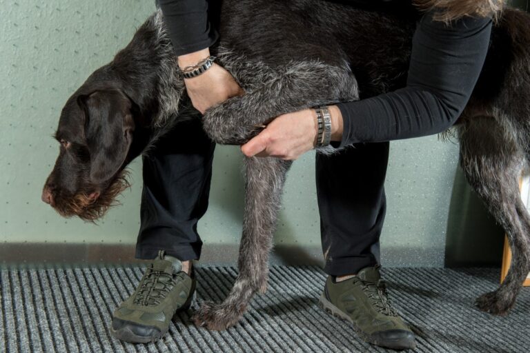 Homem dobra as articulações da pata a um cão. A artrite em cães provoca dores fortes nas articulações