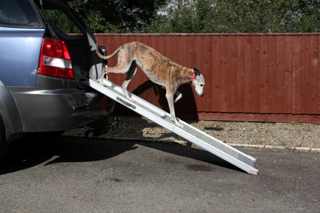 Cão a descer do porta bagagens do carro através de uma rampa. Existem várias formas de aliviar os sintomas de atrite em cães