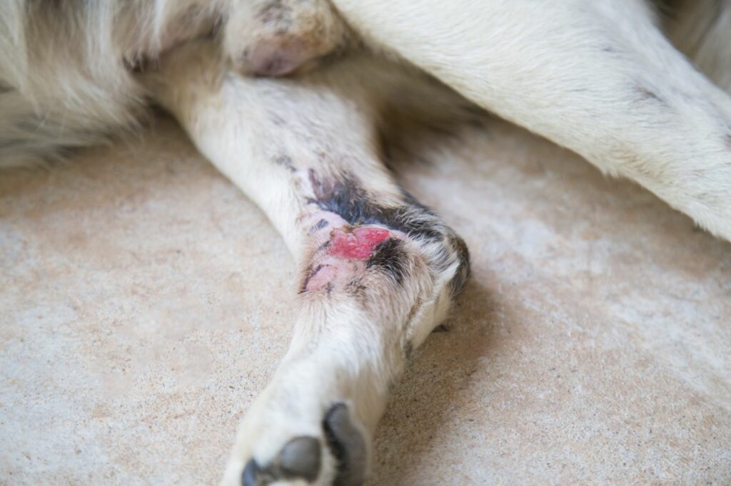 Pata de um cão com uma ferida. As bactérias invadem facilmente feridas abertas causando artrite em cães