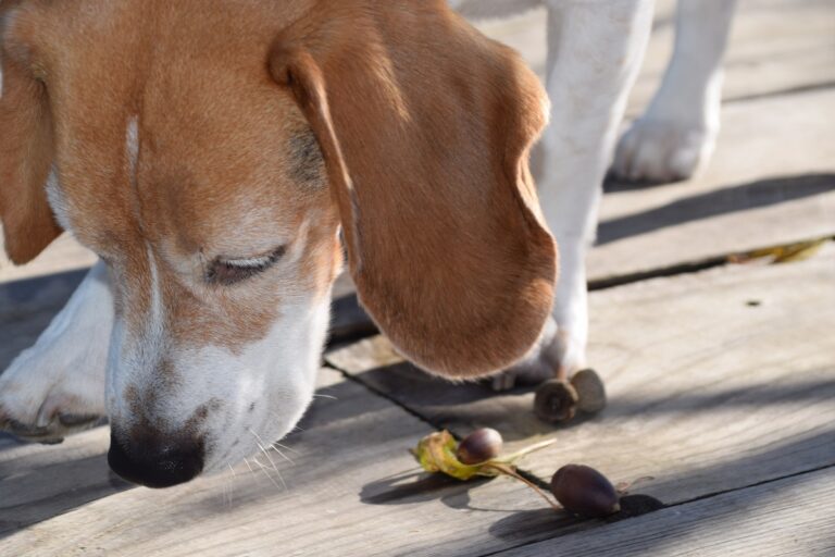 cão a cheirar bolotas venenosas para os cães