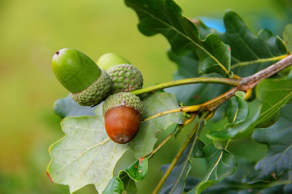 três bolotas no castanheiro