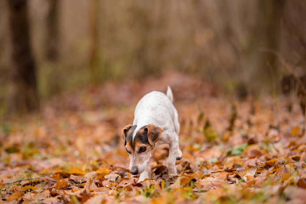 cães e bolotas Jack Russell Terrier na floresta no outono