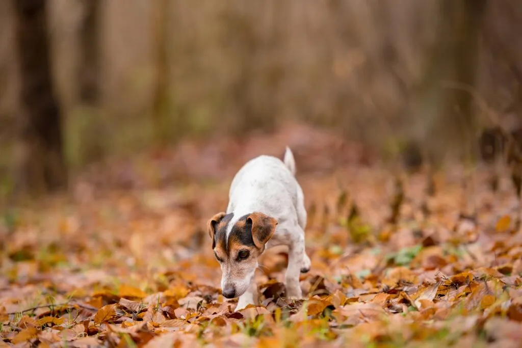 cães e bolotas Jack Russell Terrier na floresta no outono