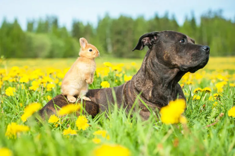 convivência entre cães e roedores_1 American staffordshire terrier com pequeno coelho no dorso_convivência entre cães e roedores