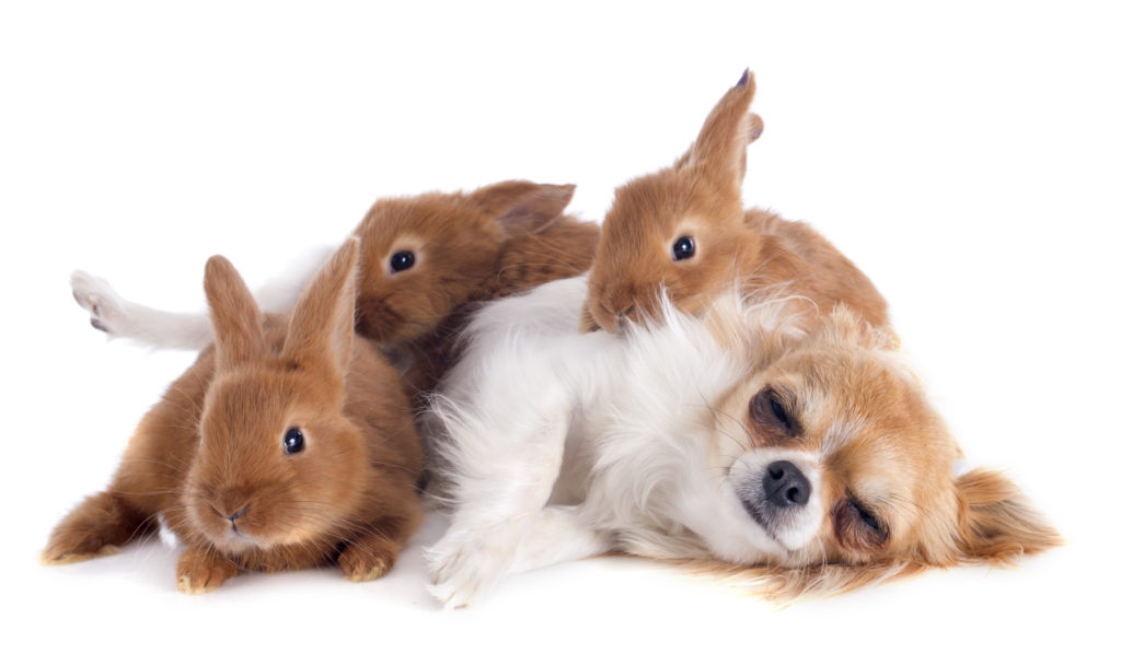 convivência entre cães e coelhos chihuahua e vários coelhos deitados