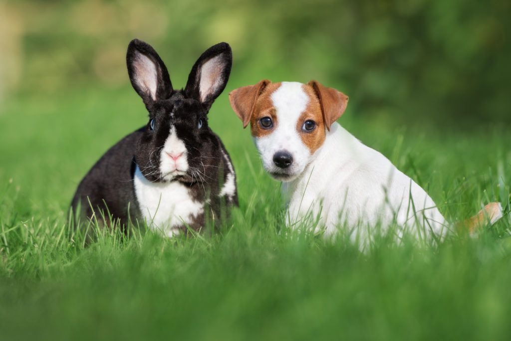 cachorro e coelho juntos na relva