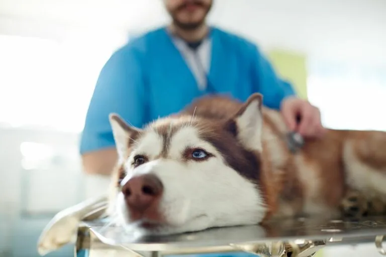Husky Siberiano castanho deitado junto do veterinário. O vómito em cães pode ter muitas causas