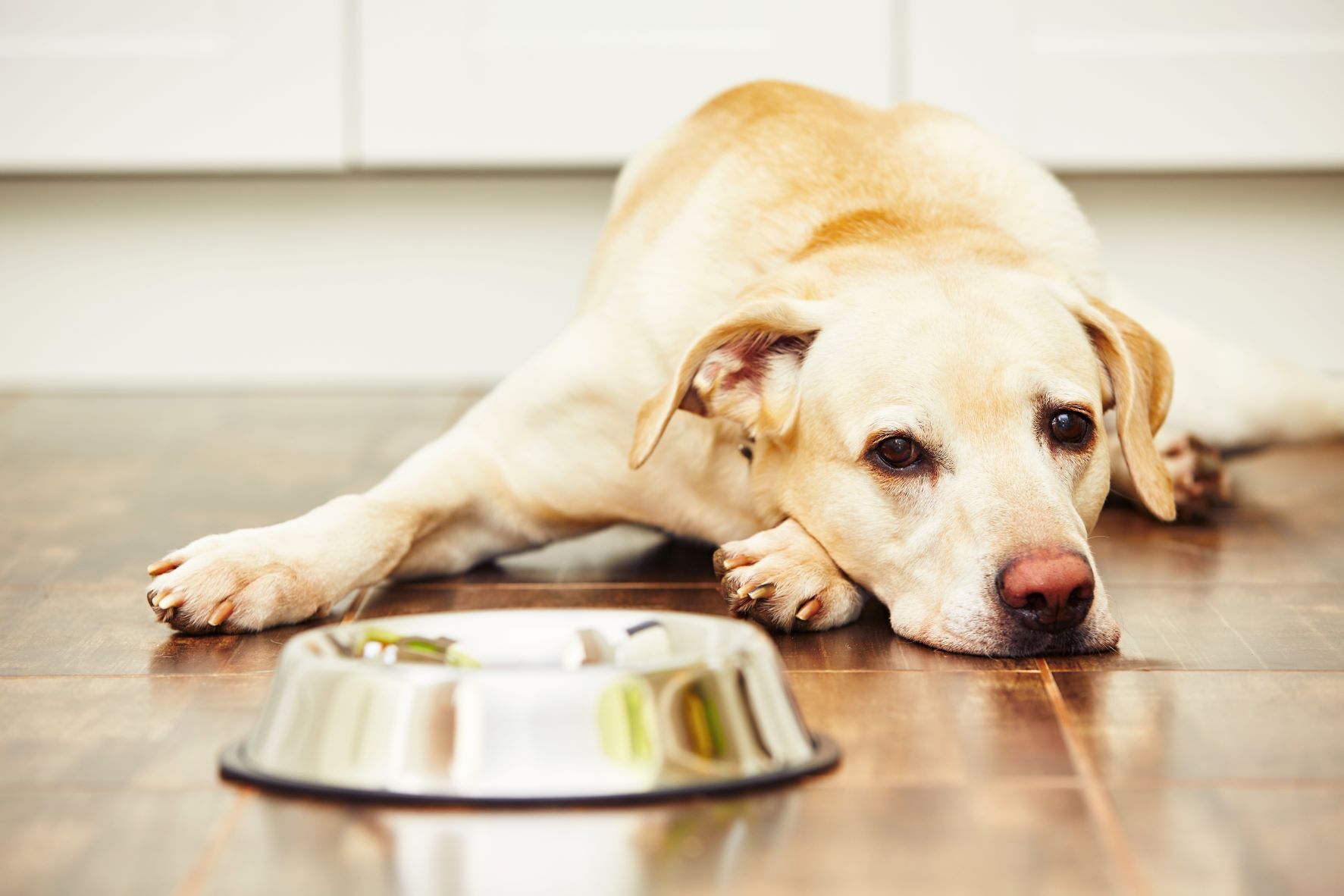 Cão deitado junto da taça de comida.