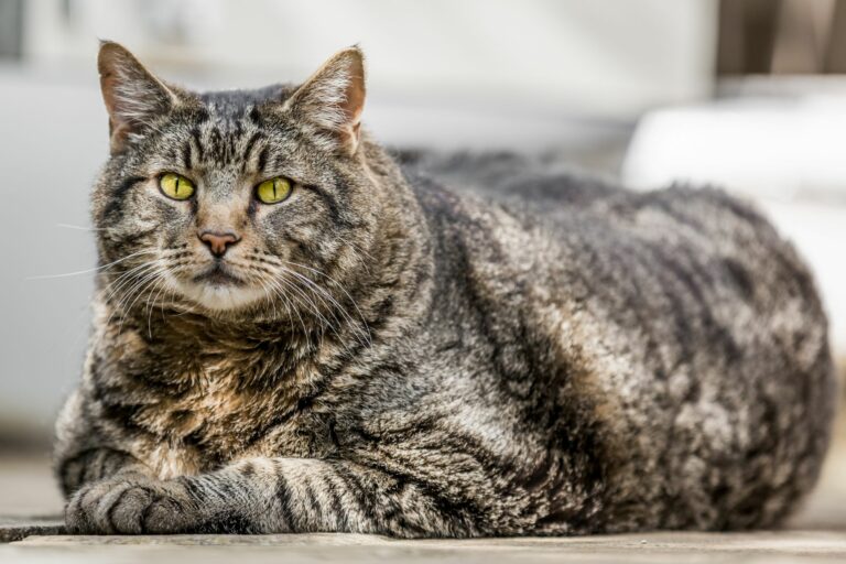 gato obeso devido à diabetes nos gatos deitado
