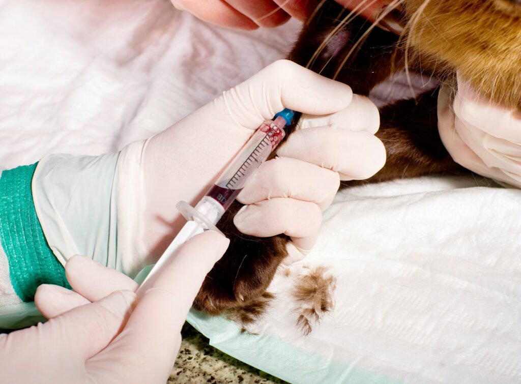 veterinário tira sangue a um gato