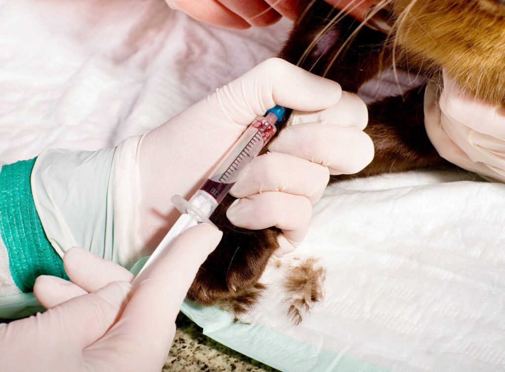 diabetes nos gatos_2 veterinário tira sangue a um gato