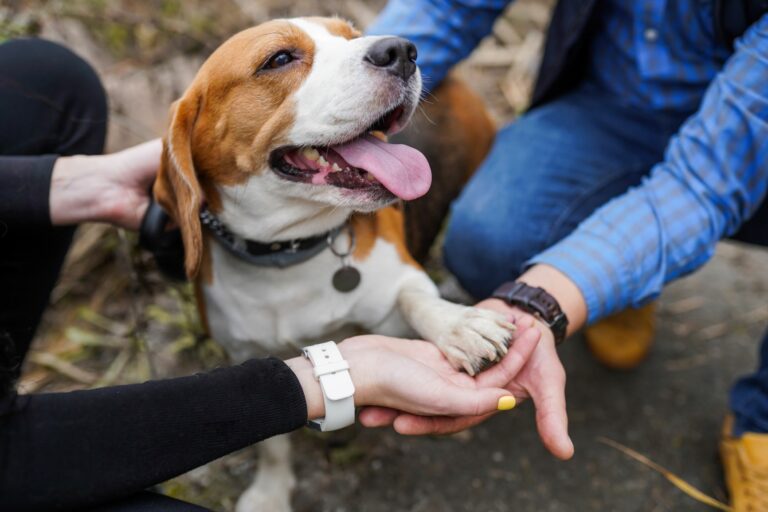 cão a ser agarrado por dois donos no modelo dog sharing