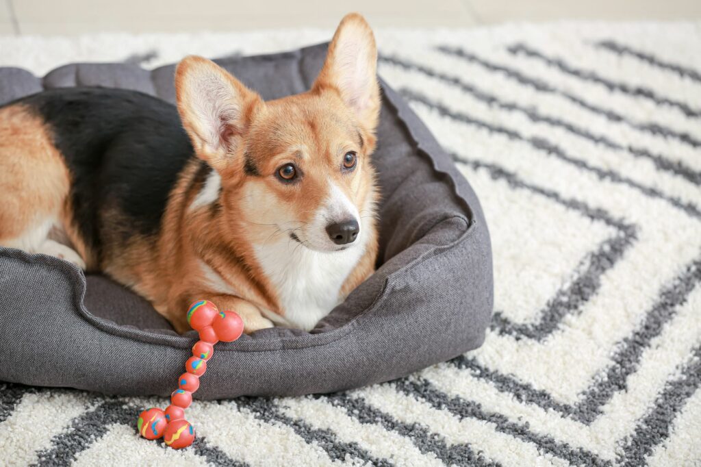 corgi deitado na cama com brinquedo