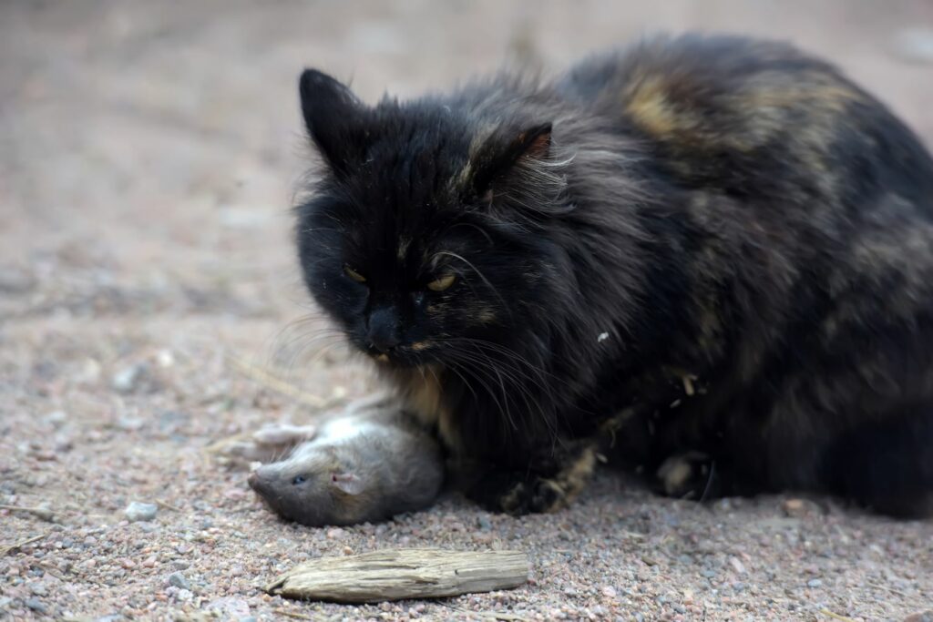 Gato preto com rato morto perto das patas. Os roedores mortos podem causar envenenamento nos gatos se tiverem ingerido o produto tóxico