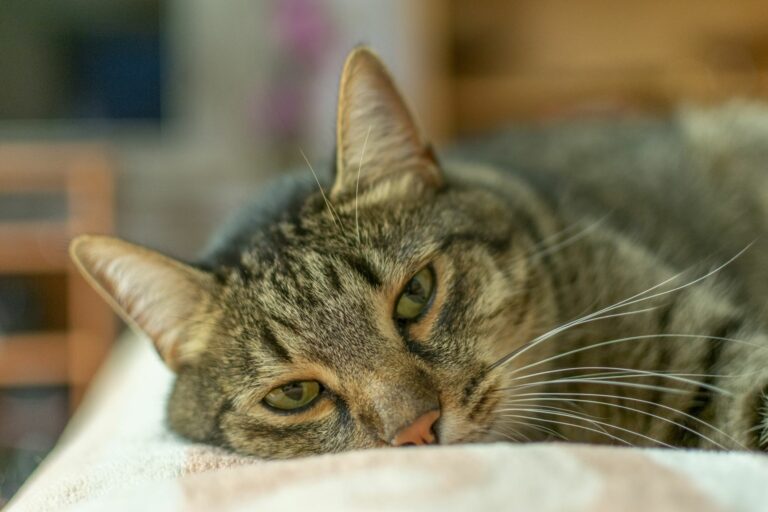 Gato deitado em cima de um cobertor no sofá. A gastrite nos gatos provoca cansaço e apatia