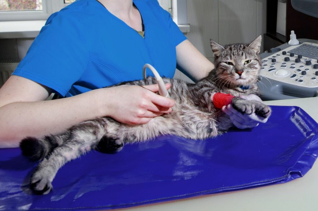 Veterinário faz uma ecografia a um gato. Um meio de diagnóstico da gastrite nos gatos é a ecografia que permite observar o estomago