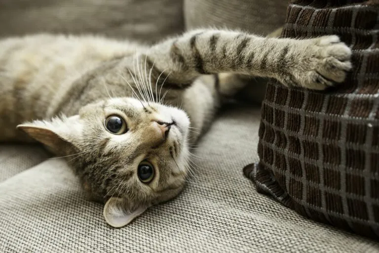 Gato deitado no sofá com uma almofada. Com alguns cuidados, os gatos de apartamento vivem felizes toda a vida