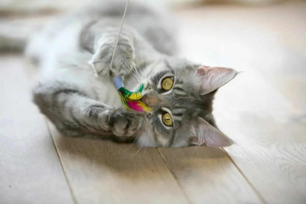 Gato com cana de brincar. Os brinquedos são muito importantes para manter os gatos de apartamento ocupados e felizes.