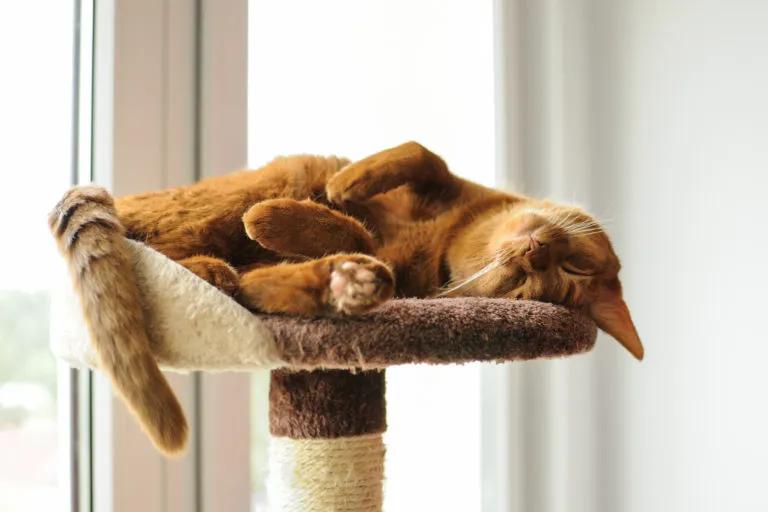Purebred abyssinian cat lying on scratching post Gato deitado no cimo de um arranhador. A criação de gatos é uma atividade exigente.
