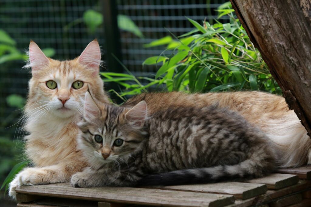 Gata com um gatinho no jardim. Espaços exteriores seguros são importantes para uma criação de gatos adequada.