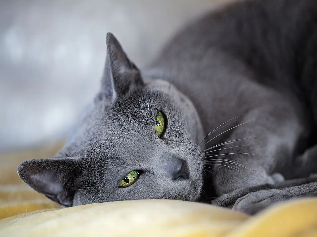 Russian blue Cat