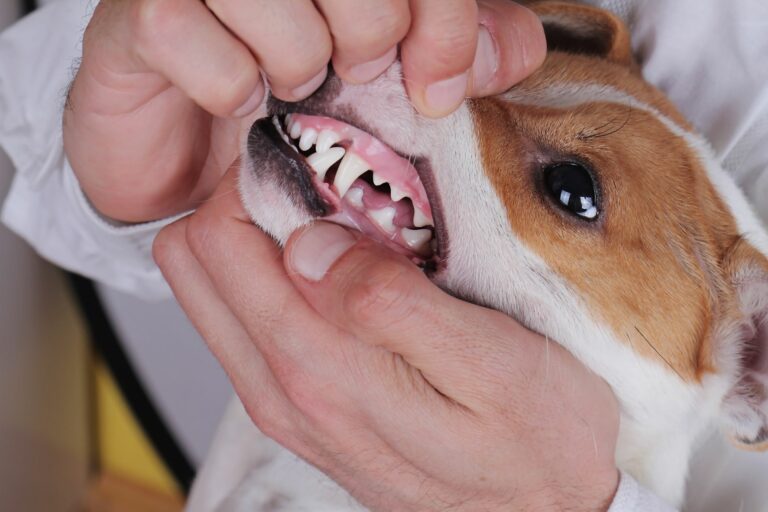 Veterinário observa os dentes e gengivas de um cão. O controlo regular da saúde oral permite evitar a gengivite nos cães