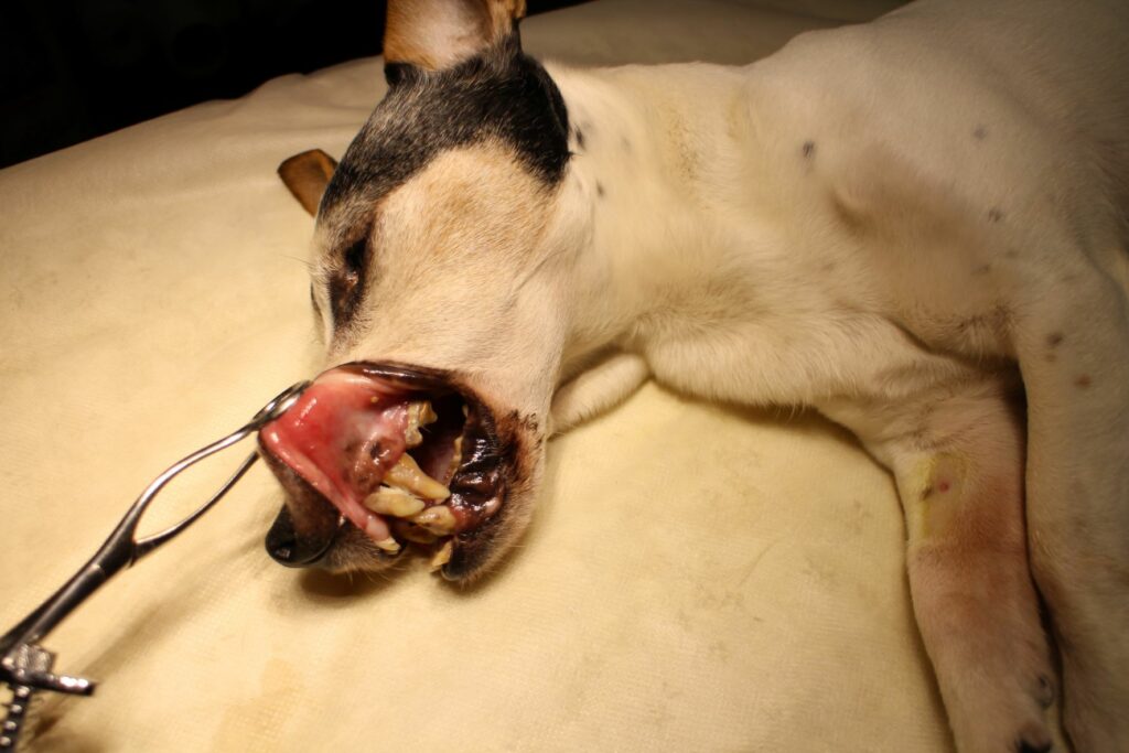Cão sedado enquanto o veterinário examina as gengivas. A gengivite nos cães pode ser grave se não for tratada