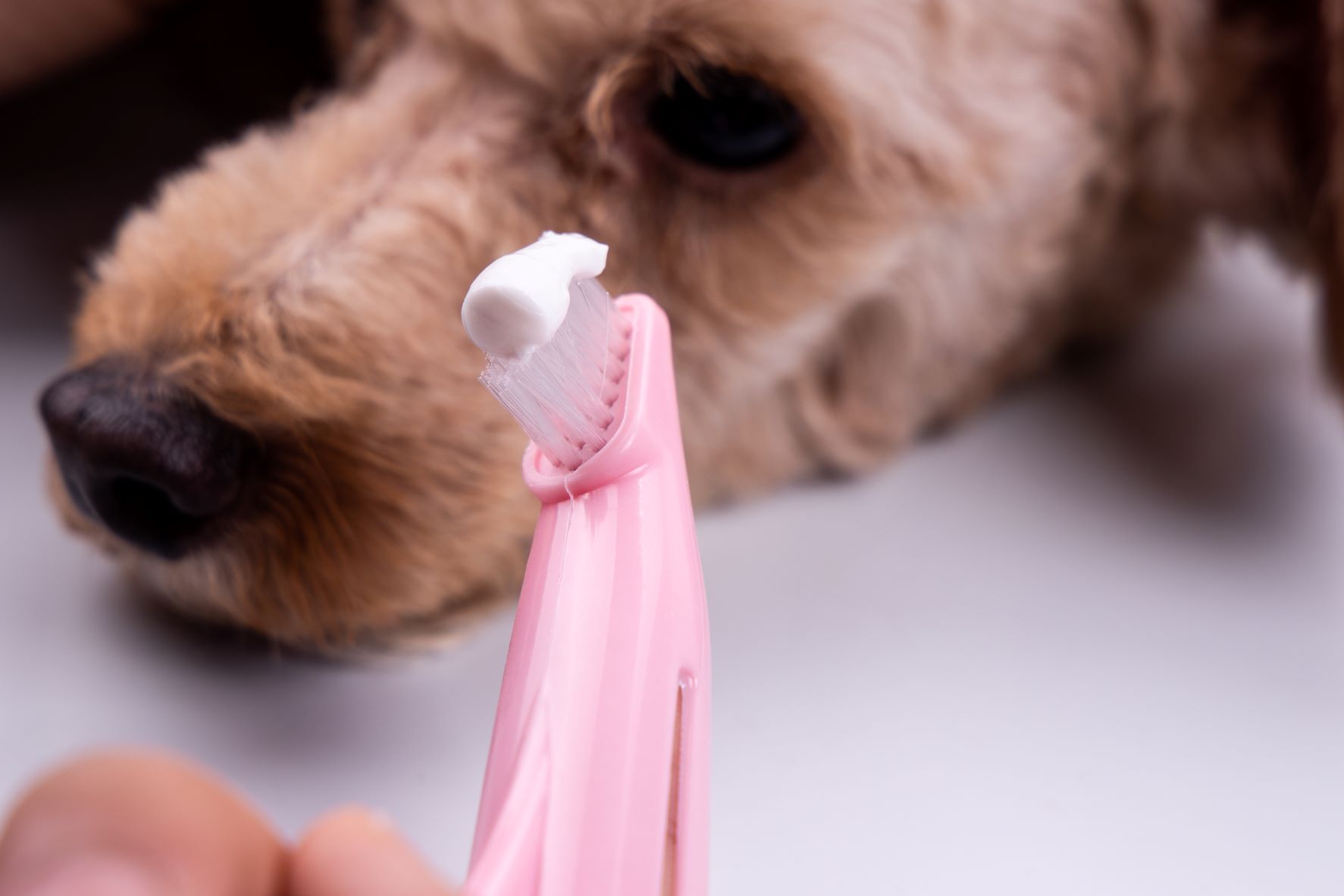 Cão deitado ao fundo com a escova de dentes à frente. Uma boa higiene oral evita a gengivite nos cães