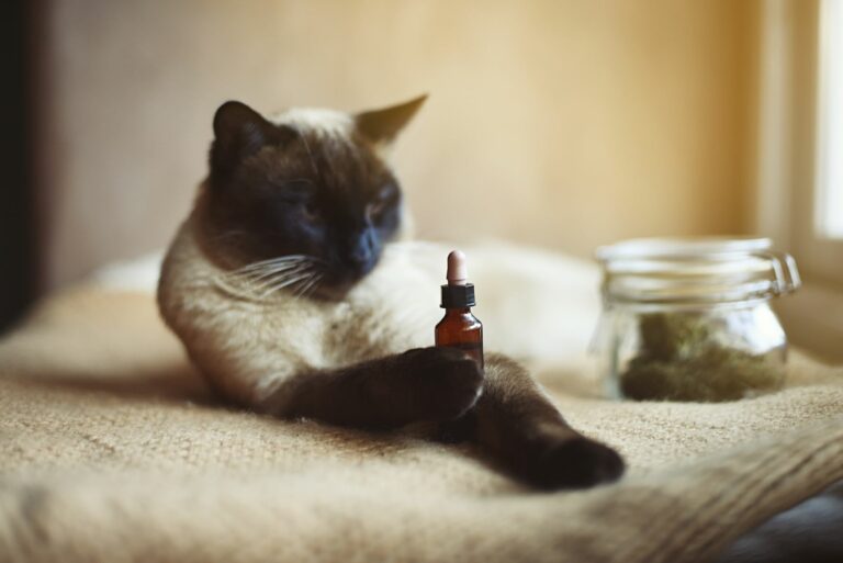 Gato deitado com um frasco na pata. A homeopatia para gatos é usada em várias situações.