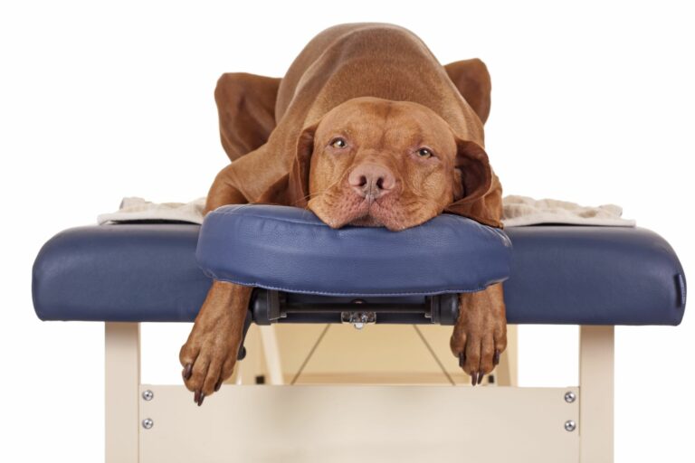 cão de grande porte numa marquesa de massagem_massagens para cães
