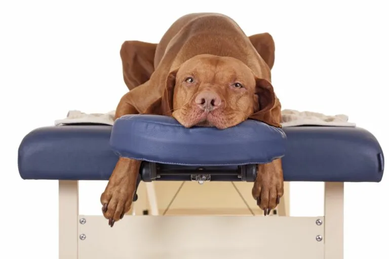 massagens para cães_1 cão de grande porte numa marquesa de massagem_massagens para cães