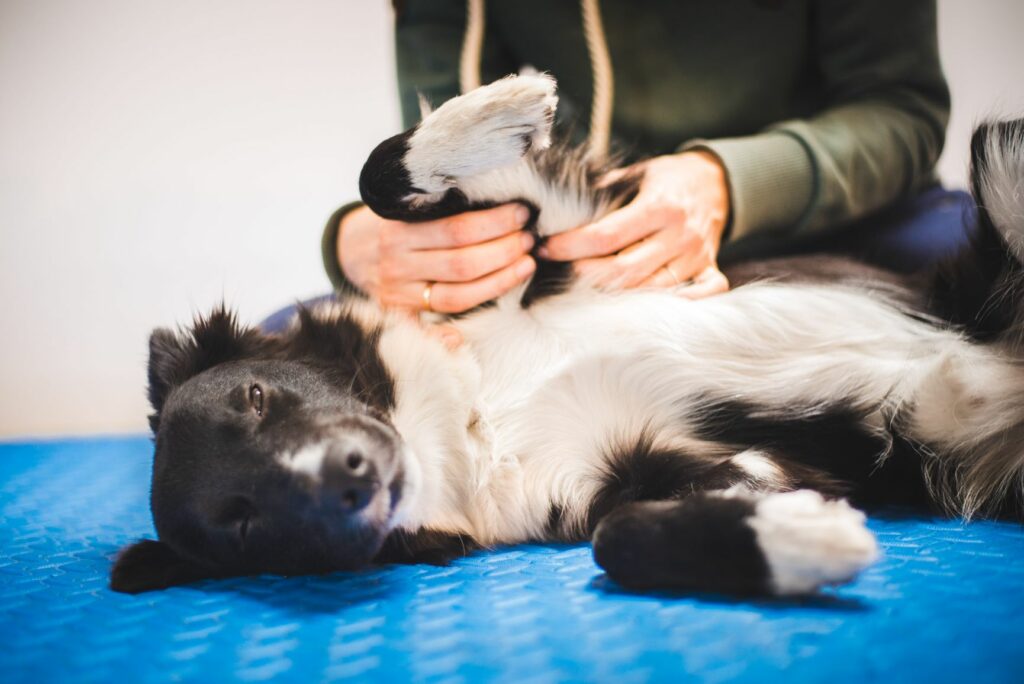 massagens para cães_2 cão deitado de lado a ser massajado