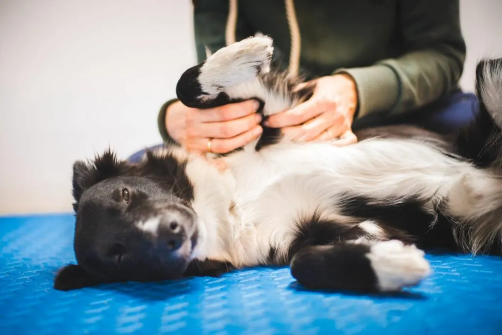 massagens para cães_2 cão deitado de lado a ser massajado
