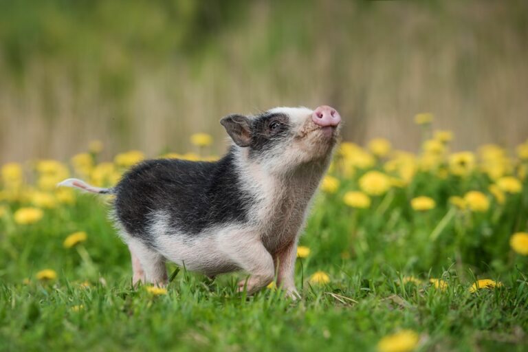 Mini porco num campo com flores amarelas. Os mini porcos gostam muito de explorar a natureza