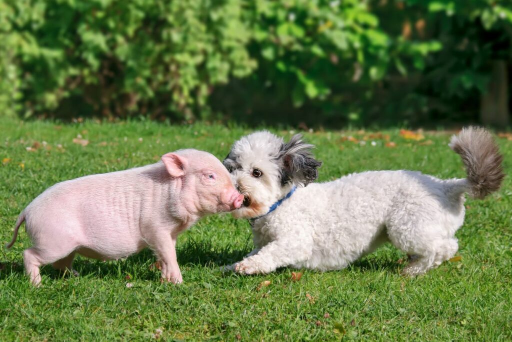 Mini porco a brincar com um cão no jardim. Os mini porcos dão-se bem com outros animais de estimação