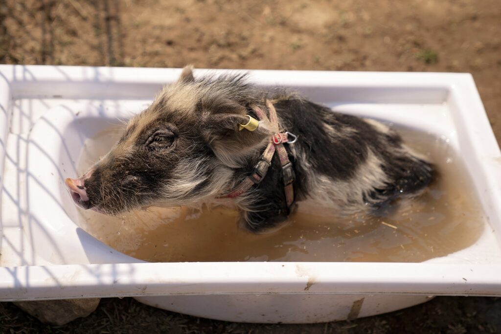 Mini porco a tomar banho numa banheira própria. Os mini porcos são animais brincalhões e higiénicos