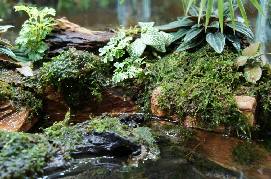 plantas nas margens e na água do paludário