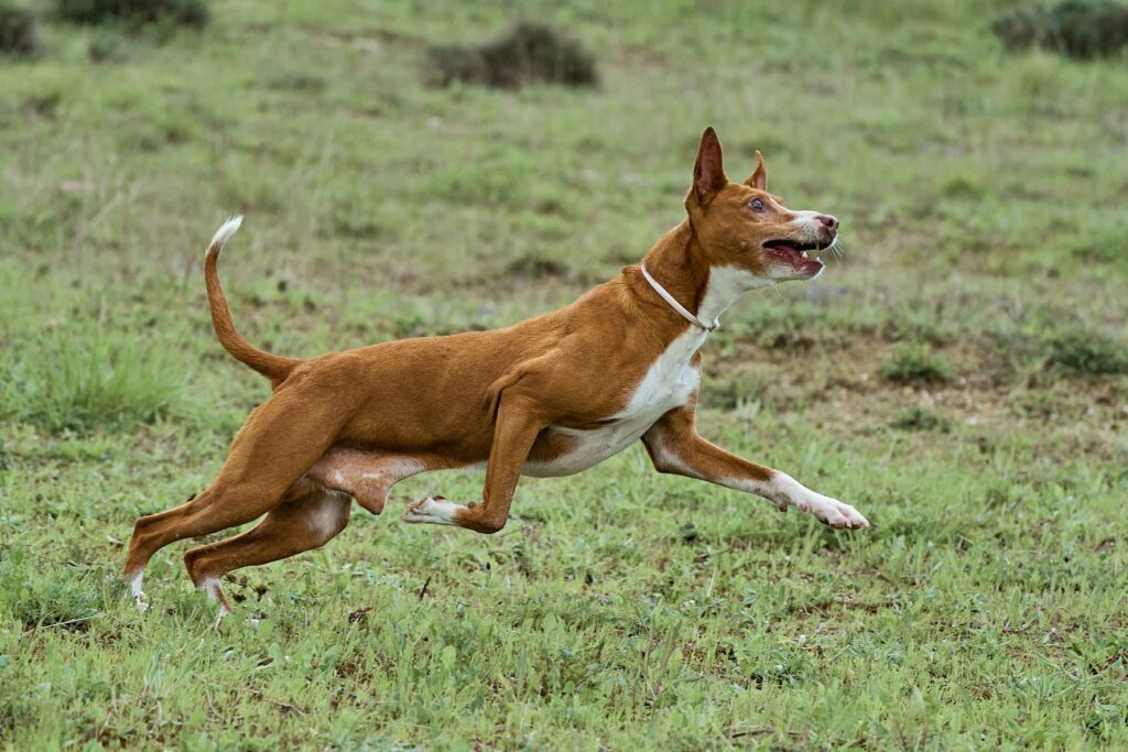 Podengo Andaluz a correr num campo de relva verde