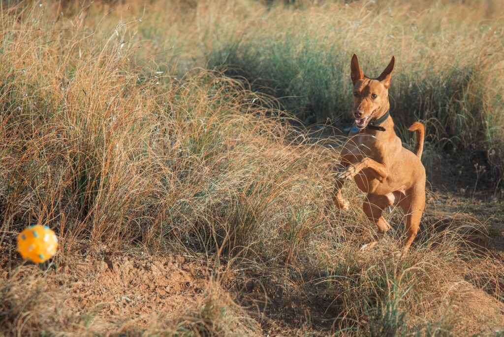 Podengo Andaluz a correr no campo atrás de uma bola