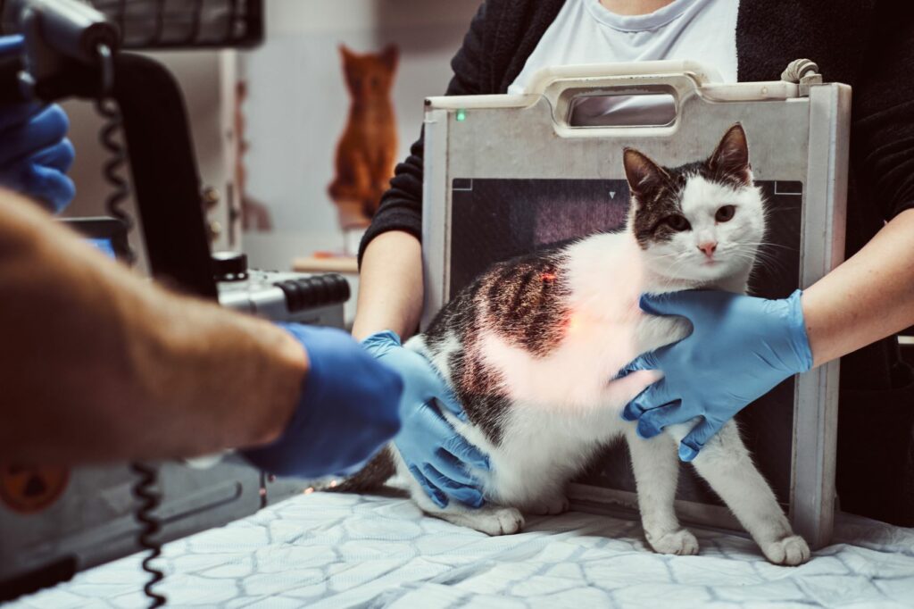 Gato a ser preparado para fazer um exame de raio x.