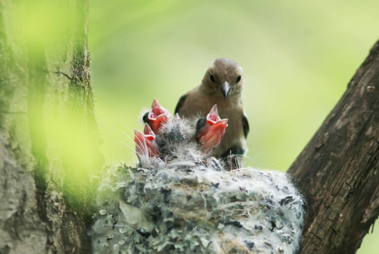 Tentilhão adulto junto ao ninho com juvenis. Durante a época de reprodução das aves os ninhos não pode mexer nos ninhos