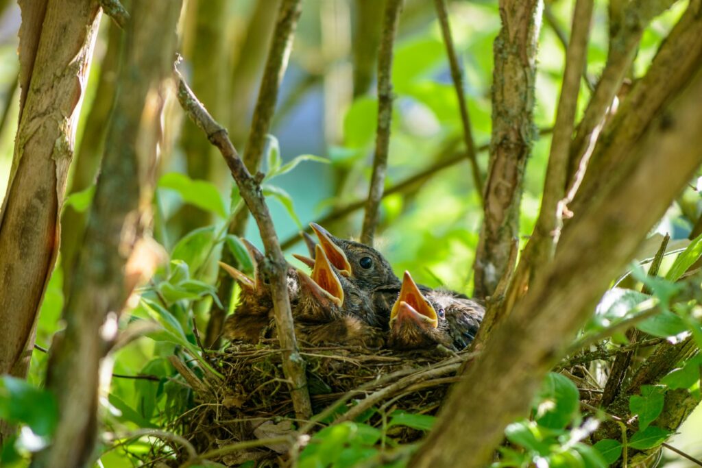 Ninho no interior de um arbusto com juvenis. É muito comum encontrar ninhos em arbustos durante a época de reprodução das aves