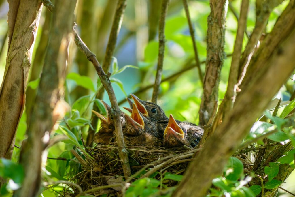 reprodução_aves_2 Ninho no interior de um arbusto com juvenis. É muito comum encontrar ninhos em arbustos durante a época de reprodução das aves