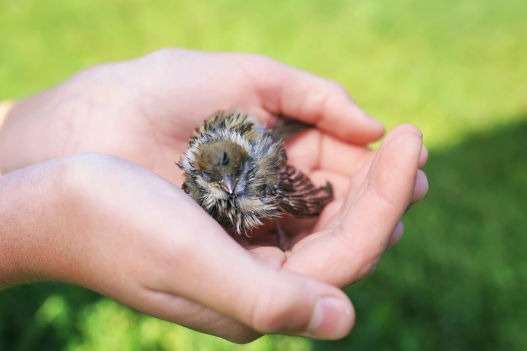 Pássaro jovem nas mãos de uma pessoa. Durante o período de reprodução das aves, os juvenis por vezes caem do ninho.