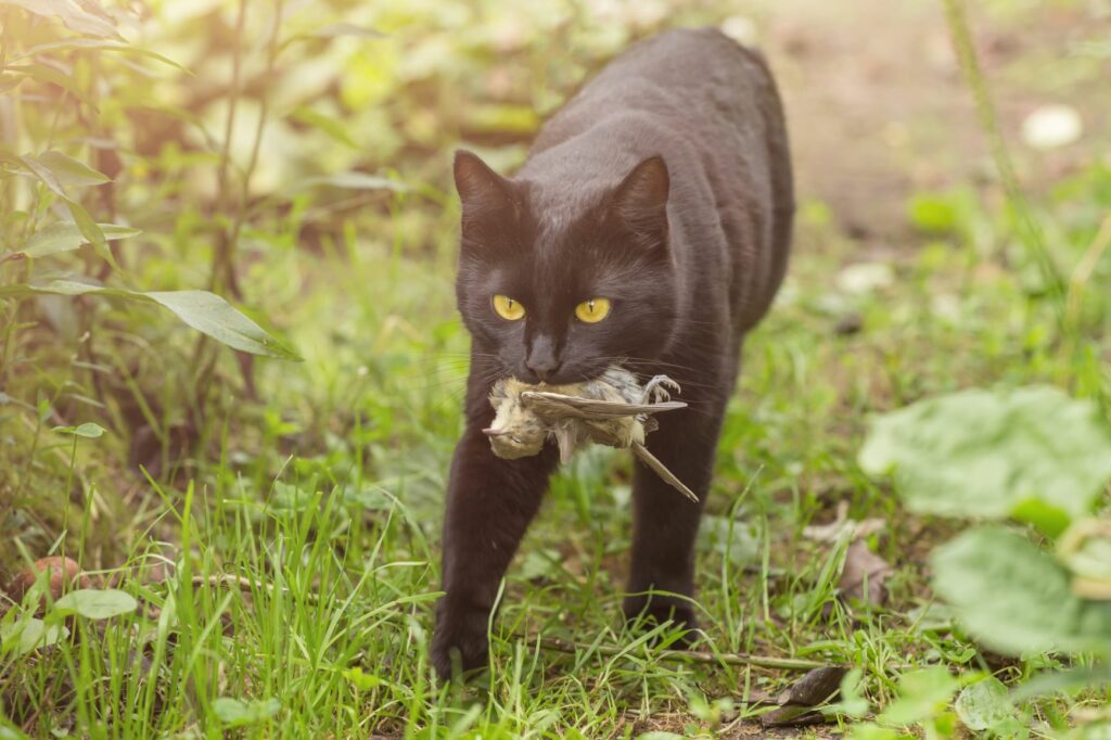Gato preto leva pássaro na boca. Os gatos são predadores que caçam aves mais frágeis durante o periodo de reprodução das aves.